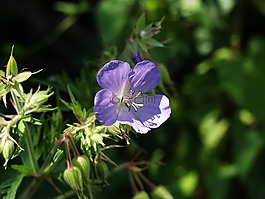 开花,野草,蓝色