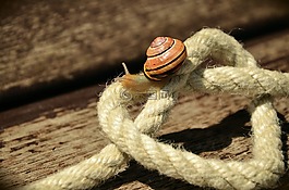 绳,电源线,心脏