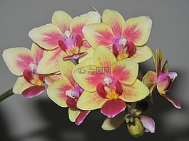 兰花,鲜花,绽放