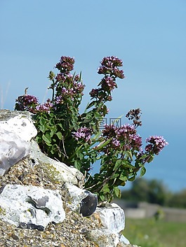 花,墙,厂