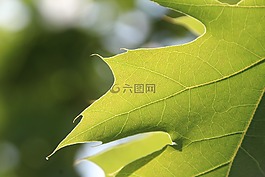 叶子,绿色,绿叶