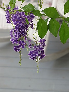 植物金叶,叶子,叶