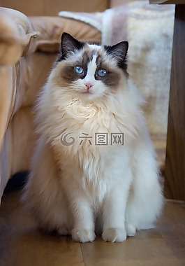 猫,布娃娃,甜