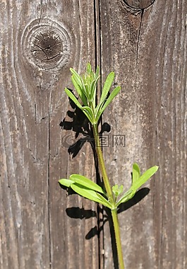 野草,木,老
