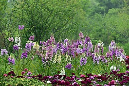 毛地黃,花,春天
