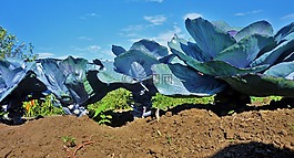 科尔,蔬菜,花园