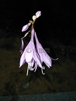 夜色,紫色,花