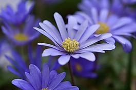 巴尔干 银莲花,蓝色,蓝色花