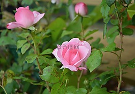 玫瑰,灌木,绿色的树叶