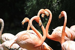 flamencos,罗萨斯,阿韦斯