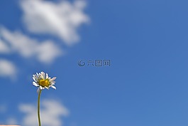花,květ,叶子