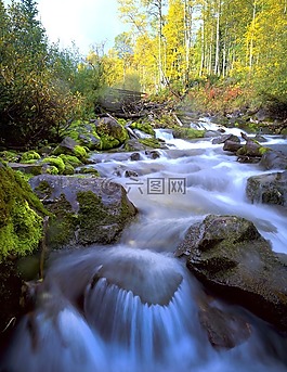 白杨,水,溪