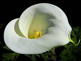 白百合,顶视图,花