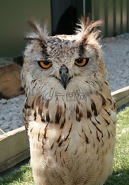 猫头鹰,捕食鸟,捕食者