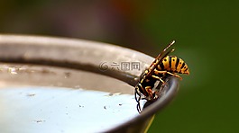 黄蜂,昆虫,饮用水