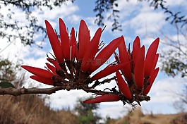 刺桐籼,花,珊瑚树
