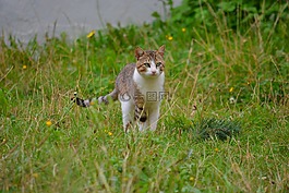 猫,猫科动物,动物