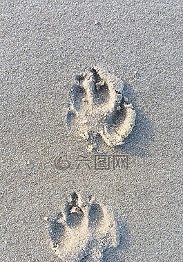 狗,脚印,打印