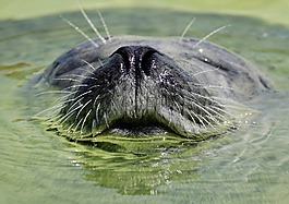 密封,水族馆,水