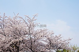 樱花盛开,樱花,公园