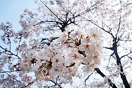 樱花盛开,樱花,公园