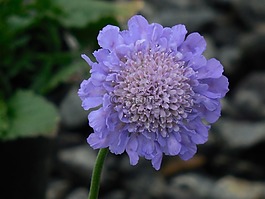枕形花,盛开,枕