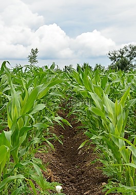 玉米,原野,农业