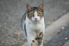 猫,街,重点