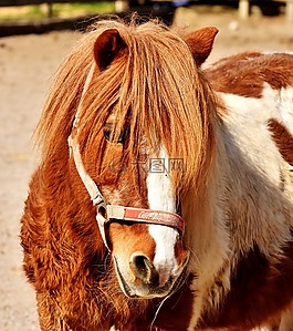 小马,马,可爱