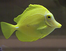 鱼,黄色,水族馆