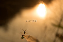 黄昏,昆虫,微距