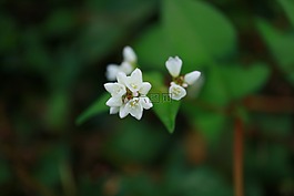鲜花,贴上,春天