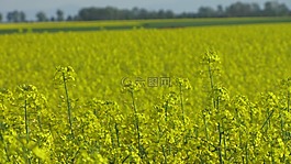 菜子,字段,农业