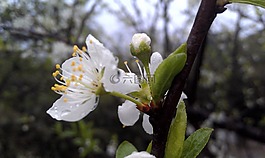 三月桃花,桃花,花