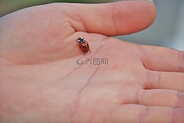 瓢虫,春,红色