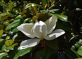 晚餐盘玉兰,花开,玉兰