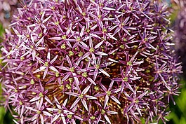 观赏葱,大蒜,花