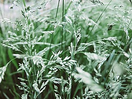 草,绿草,特写