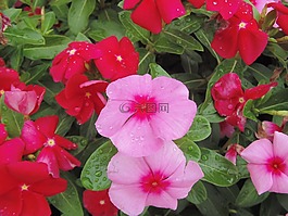 鲜花,罗莎,樱