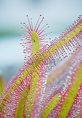 茅膏菜属貉子,海角毛毡苔,毛毡苔