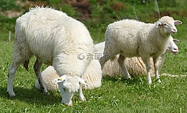 羊,羊皮,牧歌