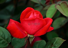 玫瑰,红色,花瓣