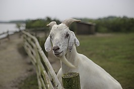 山羊,湖边,胡子