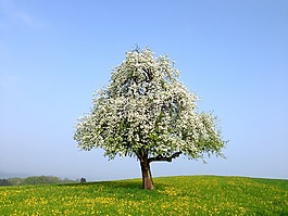 春天,鲜花,树