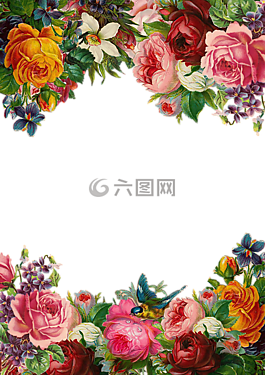 花,玫瑰,帧