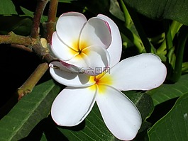 花,姜黄色百合花,阿马里利亚
