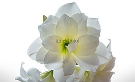 阿玛丽利斯,花,白