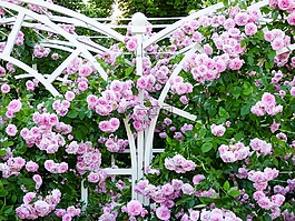 玫瑰,花卉,夏季