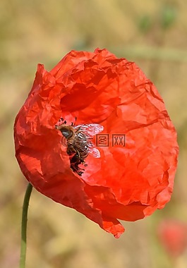 罂粟,蜜蜂,性质