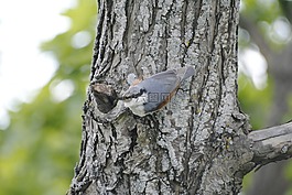 欧亚 treecreeper,鸟,树